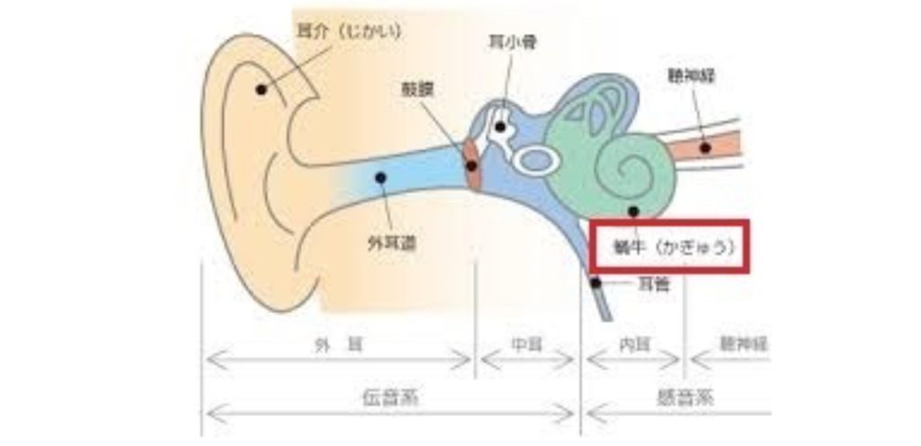耳の構造